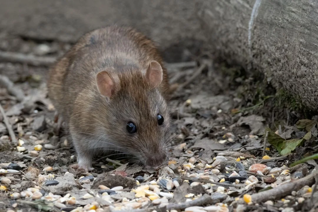 rodent prevention